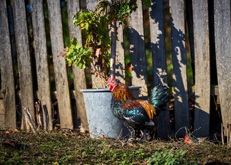 Rooster and hens in the courtyard