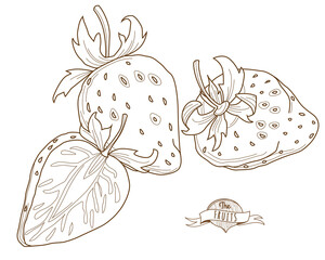 Vector illustration Outline hand drawn strawberry (flat style, thin line).