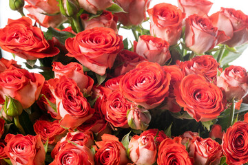 Roses spray zadique. Close up beautiful flower isolated on white studio background. Design elements for cutting. Blooming, spring, summertime, tender leaves and petals. Copyspace.