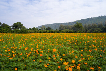 Orange Cosmos Flowers Field at Jim Thompson Farm.