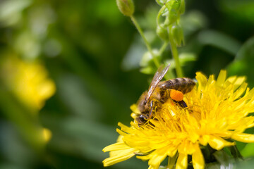 bee on flower