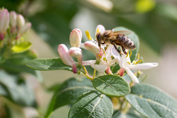 Flying honey bee collecting bee pollen from apple blossom. Bee collecting honey.
