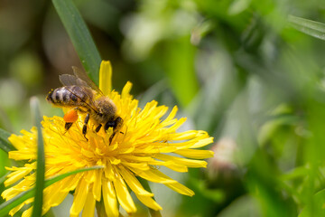 bee on flower