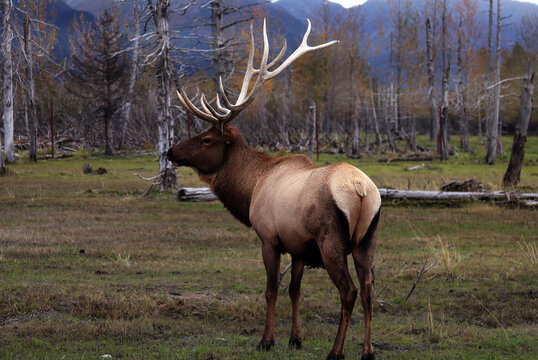 Elk Portage Alaska