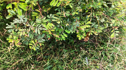 selective focus on small green leaves