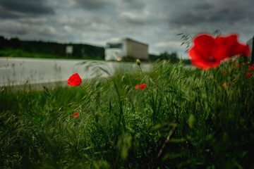 close up of red poppy flowers in a field and along the road. 