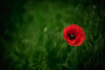 close up of red poppy flowers in a field and along the road. 