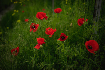 Obraz premium close up of red poppy flowers in a field and along the road. 