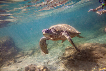 Obraz premium A girl swims with a large turtle in the sea ocean near a coral reef in Sri Lanka.