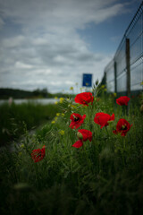 close up of red poppy flowers in a field and along the road. 