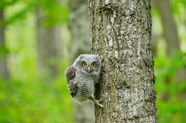 Baby Eastern Screech Owl perched on a tree