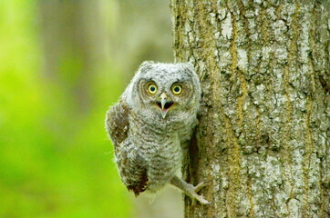 Baby Eastern Screech Owl perched on a tree