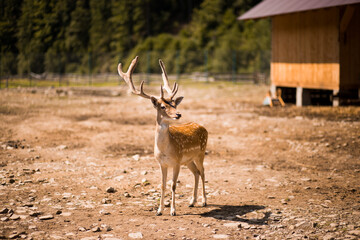 Cute spotted fallow deer is ruminant mammal belonging to the family Cervidae.