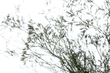 Limonium sinuatum. Close up beautiful flower isolated on white studio background. Design elements for cutting. Blooming, spring, summertime, tender leaves and petals. Copyspace.