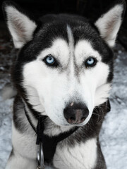 Husky with Blue eyes