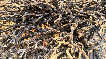 selective focus on tree root