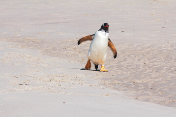Shambling penguin beach