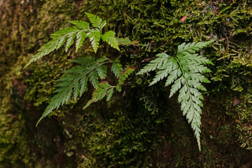 Anda Forest in Tenerife, Canary Islands
