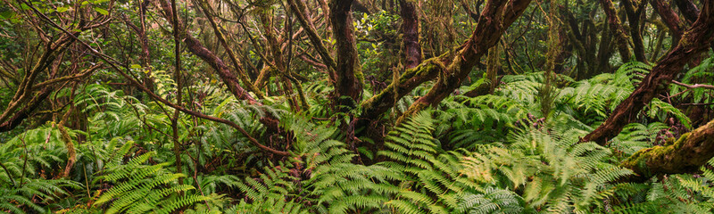 Anda Forest in Tenerife, Canary Islands