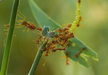 Colony of Red Ant