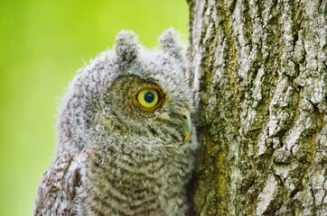 Baby Eastern Screech Owl perched on a tree