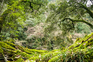 Fototapeta na wymiar Nature landscape of green mossy forest background