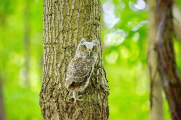 Baby Eastern Screech Owl perched on a tree