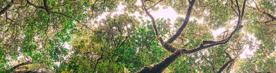 Anda Forest in Tenerife, Canary Islands