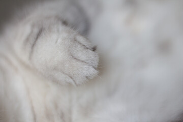 Gray cute cat sleeping on bed.