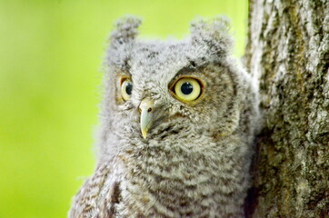 Baby Eastern Screech Owl perched on a tree