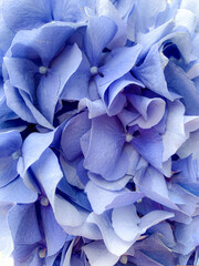 Background of beautiful blue hydrangea or hortensia flower close up