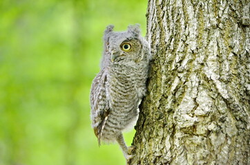 Baby Eastern Screech Owl perched on a tree