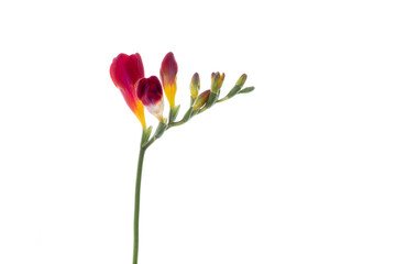 Fototapeta premium Freesia. Close up beautiful flower isolated on white studio background. Design elements for cutting. Blooming, spring, summertime, tender leaves and petals. Copyspace.