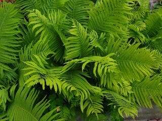 green fern leaves