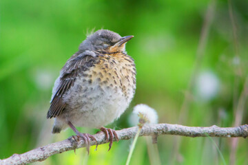 Thrush bird sitting on branch on background of green grass