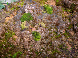 fern and moss and little plant growing on rock