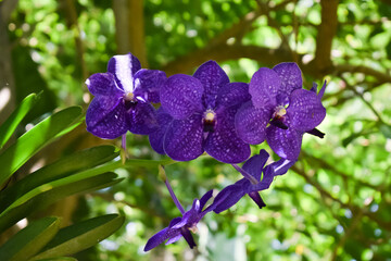 Orchid branch hanging from the tree. Orchids in nature.