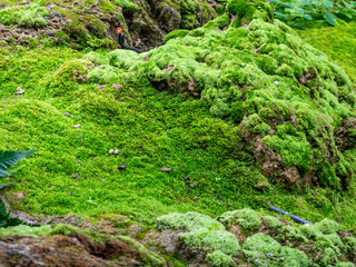 Obraz premium fern and moss and little plant growing on rock