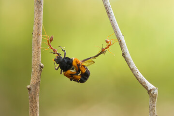 Big Catch of Red Ant