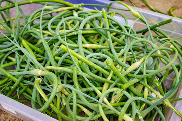 Garlic arrows, fresh cut, in a rectangular container. Green, twisted in a spiral, with seeds at the tip in the form of a box.