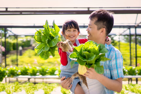 Asian father and daughter are helping together to collect the fresh hydroponic vegetable in the farm, concept gardening and kid education of household agricultural in family life style.