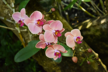 Orchid branch hanging from the tree. Orchids in nature.