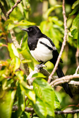 Eurasian Magpie Portrait