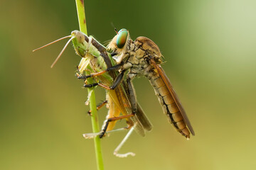 close up of a robber fly