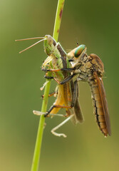 close up of a robber fly