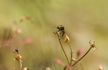 bee on a flower