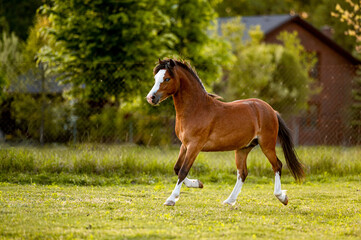 Naklejka na ściany i meble Beautiful stunning welsh mountain pony young helathy stallion running and posing on pasture on golden hour. Amazing colorful scenery with great animal.