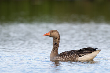 Graylag goose swimming
