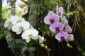 Orchid branch hanging from the tree. Orchids in nature.