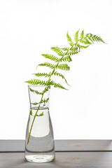 Fresh green young shoots stems spiral of fern leaves in transparent glass vase isolated on white background